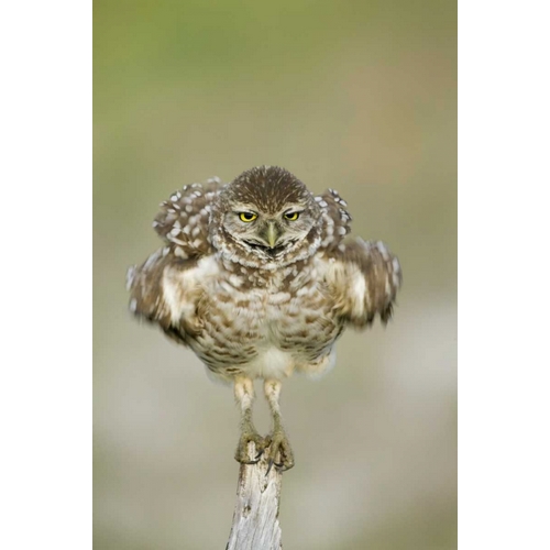 FL, Cape Coral, Burrowing owl shakes its feathers